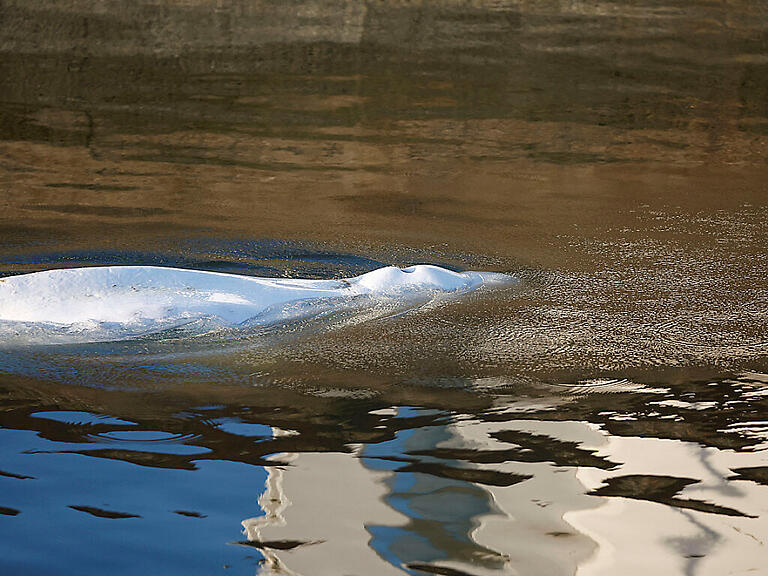 Ein Belugawal, der sich in die französische Seine verirrt hat, ist nach der Rettungsaktion gestorben. Foto: Benoit Tessier/REUTERS/AP/dpa