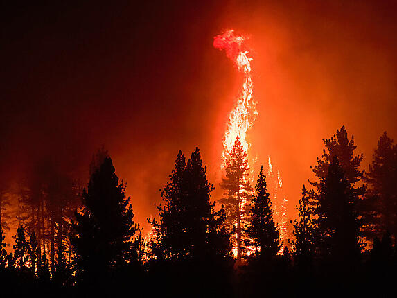 Flammen umschlingen Bäume während des Tamarack Feuers. Foto: Ty O'neil/SOPA Images via ZUMA Press Wire/dpa
