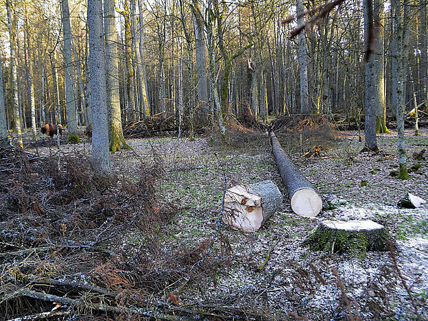 Trotz einer Anordnung des Europäischen Gerichtshofes fällt Polen weiter Bäume im geschützten Bialowieza-Urwald. (Archiv)
