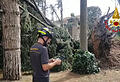 HANDOUT - Ein umgestürzter Baum im italienischen Bondeno. Foto: Vigili del Fuoco/dpa - ACHTUNG: Nur zur redaktionellen Verwendung im Zusammenhang mit der aktuellen Berichterstattung und nur mit vollständiger Nennung des vorstehenden Credits