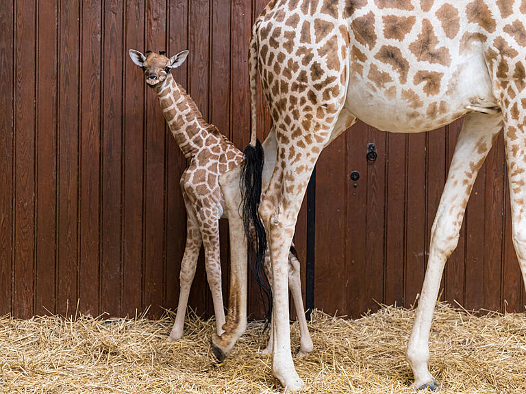 Tufani heisst das neue Mitglied der Basler Giraffen-Gruppe.